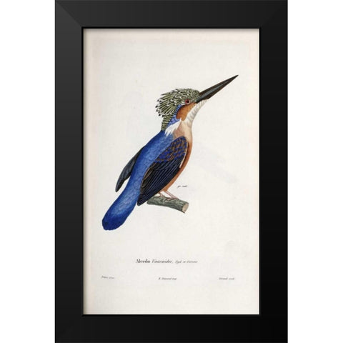 Malagasy Kingfisher Black Modern Wood Framed Art Print by LaPlace, Cyrille Pierre Theodore