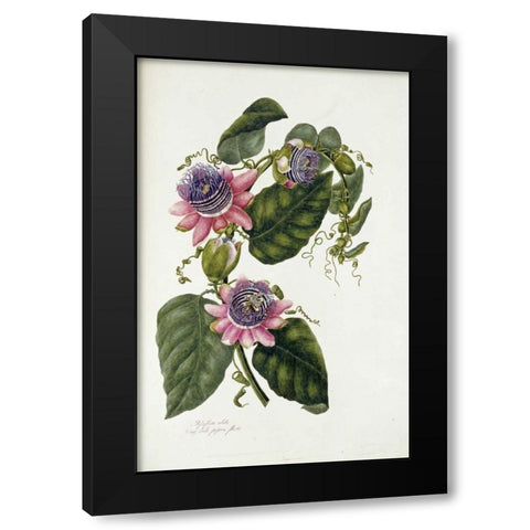 Passion Flowers Black Modern Wood Framed Art Print by Lawrence, Mary