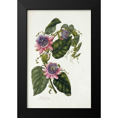 Passion Flowers Black Modern Wood Framed Art Print by Lawrence, Mary