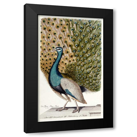 Male Peacock In Full Display Black Modern Wood Framed Art Print by Leonhard, Johann
