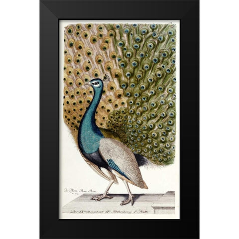 Male Peacock In Full Display Black Modern Wood Framed Art Print by Leonhard, Johann