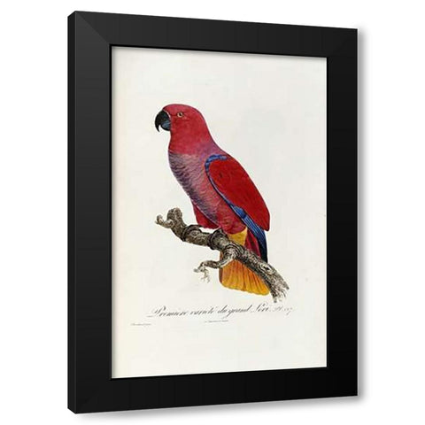 Histoire Naturelle Des Perroquets Black Modern Wood Framed Art Print with Double Matting by Levaillant, Francois