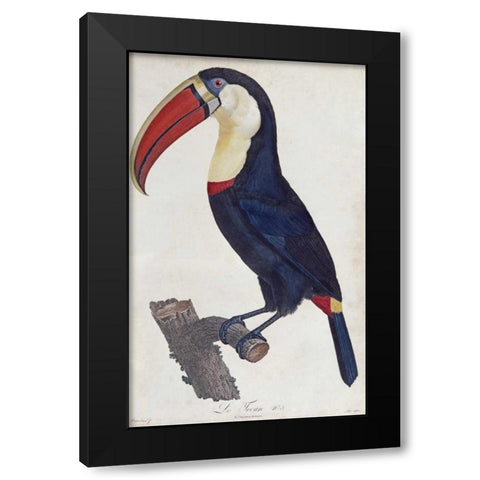 Toucan Black Modern Wood Framed Art Print with Double Matting by Levaillant, Francois
