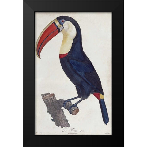 Toucan Black Modern Wood Framed Art Print by Levaillant, Francois