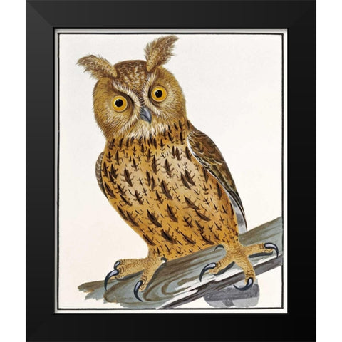 Owl Black Modern Wood Framed Art Print by Lewin, William