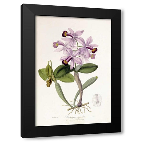 Cattleya Superba Orchid Black Modern Wood Framed Art Print by Lindley, John