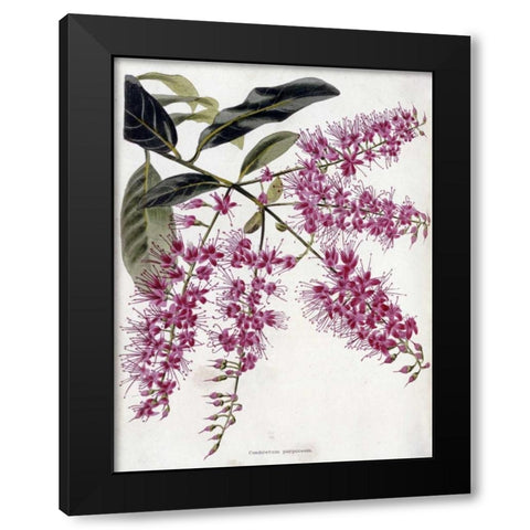 Combretum Purpureum Black Modern Wood Framed Art Print with Double Matting by Loddiges, Conrad