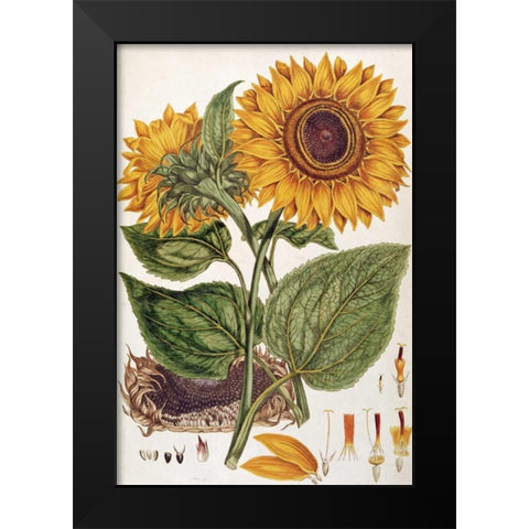 Sunflower Black Modern Wood Framed Art Print by Miller, John