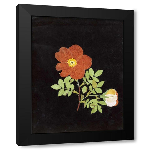 Cut Out Watercolour of a Flower Black Modern Wood Framed Art Print by Nash, Margaret