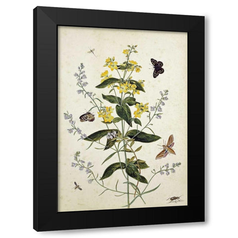 Yellow Loosestrife and Other Wild Flowers Black Modern Wood Framed Art Print with Double Matting by Robins, Thomas Jr.