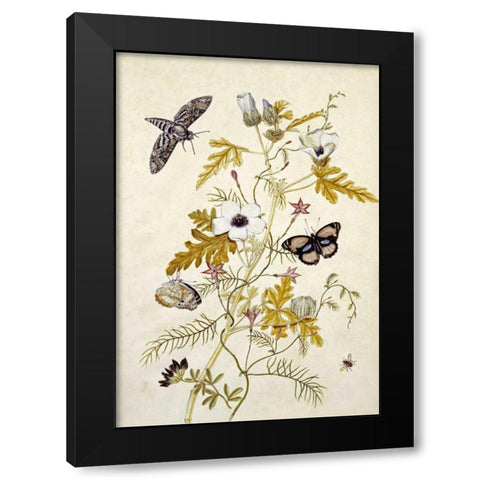 Scabious and a Cupid Flower Black Modern Wood Framed Art Print with Double Matting by Robins, Thomas Jr.