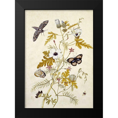 Scabious and a Cupid Flower Black Modern Wood Framed Art Print by Robins, Thomas Jr.