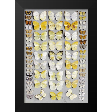 Sixty-Seven Lepidoptera Black Modern Wood Framed Art Print by Rowan, Marian Ellis