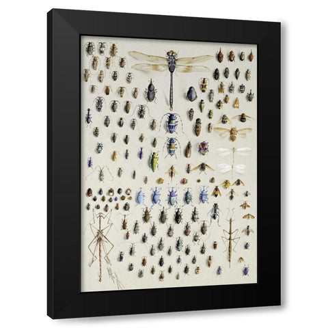 One Hundred and Fifty Insects Black Modern Wood Framed Art Print by Rowan, Nmarian Ellis