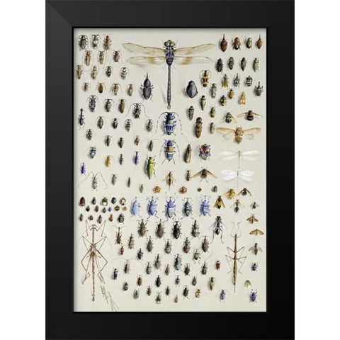 One Hundred and Fifty Insects Black Modern Wood Framed Art Print by Rowan, Nmarian Ellis