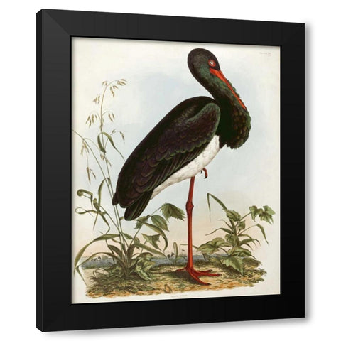 Black Stork Black Modern Wood Framed Art Print by Selby, John Prideaux