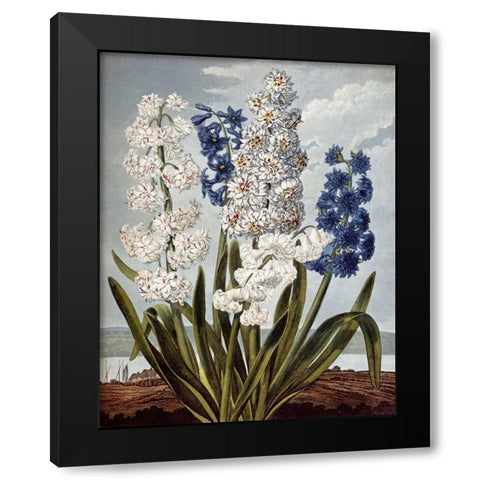 Hyacynths Black Modern Wood Framed Art Print with Double Matting by Thornton, Robert John