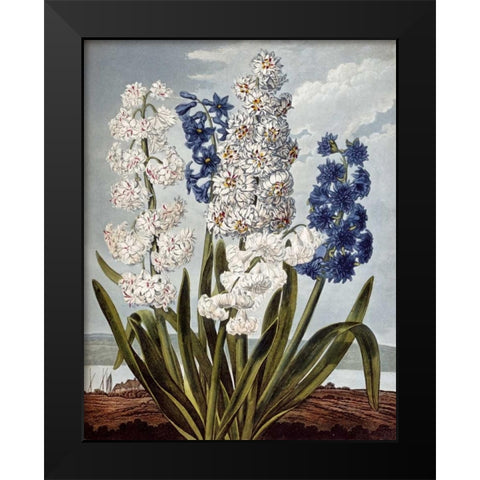 Hyacynths Black Modern Wood Framed Art Print by Thornton, Robert John