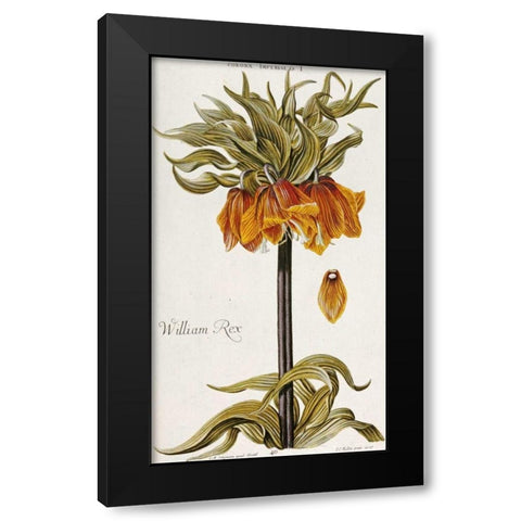 Corona Imperialis Black Modern Wood Framed Art Print by Trew, Christoph Jacob