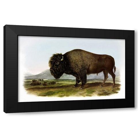 American Bison or Buffalo Black Modern Wood Framed Art Print with Double Matting by Audubon, John James