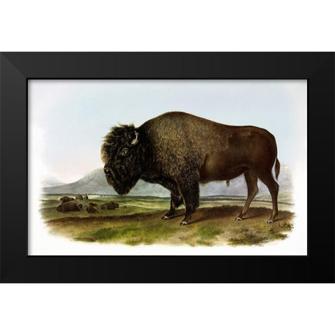 American Bison or Buffalo Black Modern Wood Framed Art Print by Audubon, John James