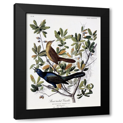 Boat Tailed Grackle - Male and Female Black Modern Wood Framed Art Print by Audubon, John James