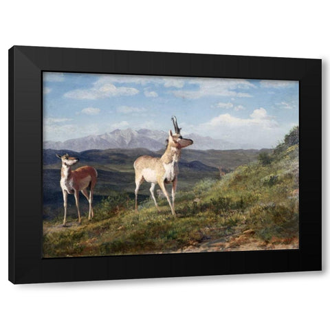 Antelope Black Modern Wood Framed Art Print with Double Matting by Bierstadt, Albert
