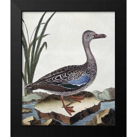 Sarcelle - Duck De Cayenne Black Modern Wood Framed Art Print by Buffon, Georges-Louis Leclerc