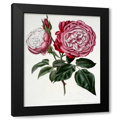 China, Archduke Charles Black Modern Wood Framed Art Print with Double Matting by Curtis, Henry