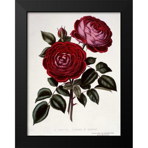 H Perpetual, Standard of Marengo Black Modern Wood Framed Art Print by Curtis, Henry