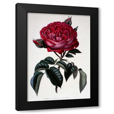Hybrid Perpetual, Dr. Marx Black Modern Wood Framed Art Print with Double Matting by Curtis, Henry