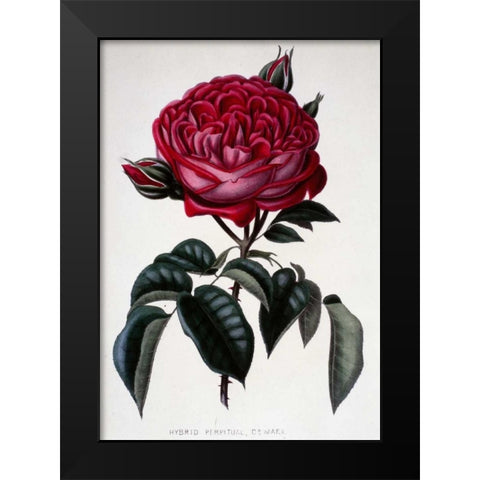 Hybrid Perpetual, Dr. Marx Black Modern Wood Framed Art Print by Curtis, Henry