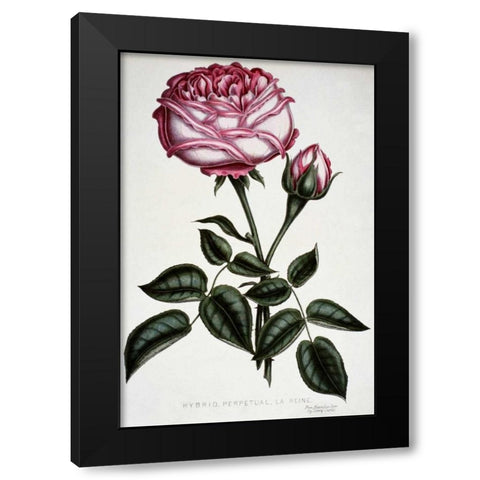 Hybrid, Perpetual, La Reine Black Modern Wood Framed Art Print with Double Matting by Curtis, Henry