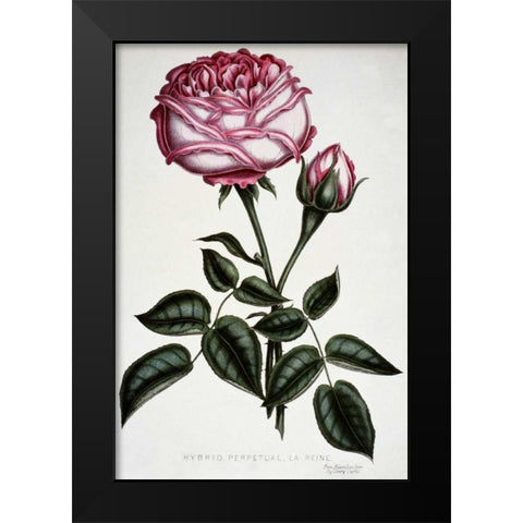 Hybrid, Perpetual, La Reine Black Modern Wood Framed Art Print by Curtis, Henry