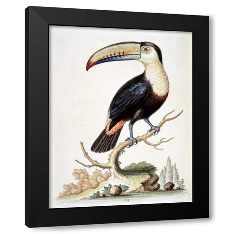 Le Toucan Black Modern Wood Framed Art Print with Double Matting by Edwards, George