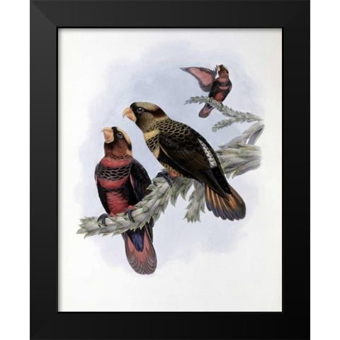 Banded Lory Black Modern Wood Framed Art Print by Glover, John