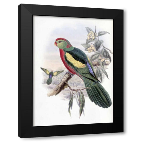Beautiful King Parrot Black Modern Wood Framed Art Print with Double Matting by Glover, John