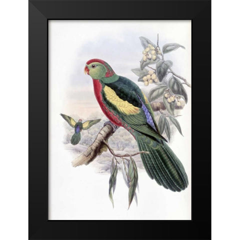 Beautiful King Parrot Black Modern Wood Framed Art Print by Glover, John