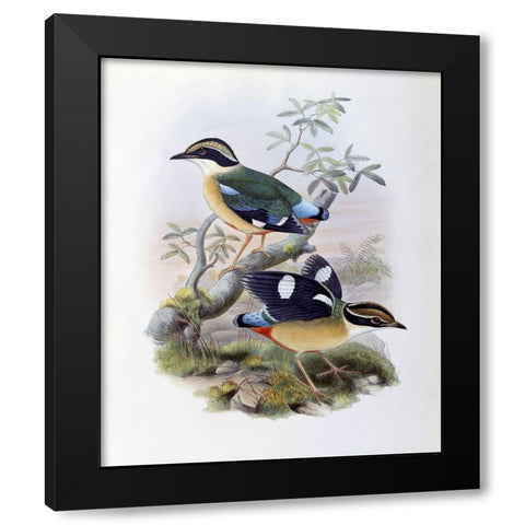 Bengal Pitta Black Modern Wood Framed Art Print with Double Matting by Gould, John