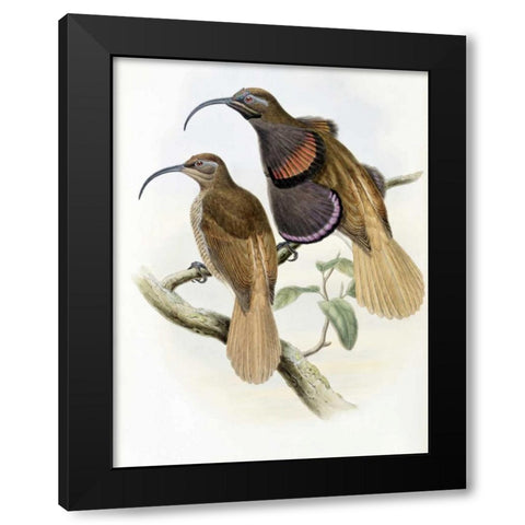 Bennetts Bird of Paradise Black Modern Wood Framed Art Print with Double Matting by Glover, John