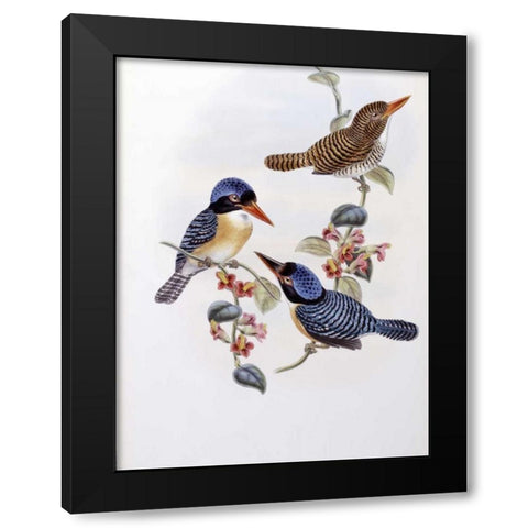 Black Faced Kingfisher Black Modern Wood Framed Art Print with Double Matting by Glover, John