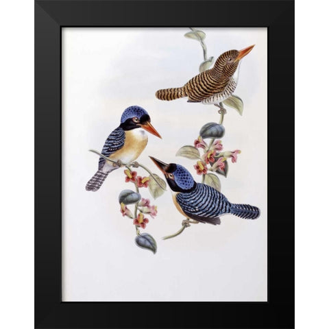 Black Faced Kingfisher Black Modern Wood Framed Art Print by Glover, John