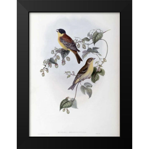 Black Headed Bunting Black Modern Wood Framed Art Print by Glover, John