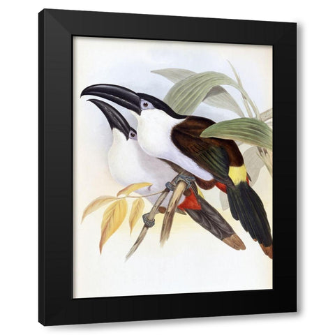 Black-Billed Hill Toucan Black Modern Wood Framed Art Print by Gould, John