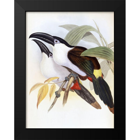Black-Billed Hill Toucan Black Modern Wood Framed Art Print by Gould, John
