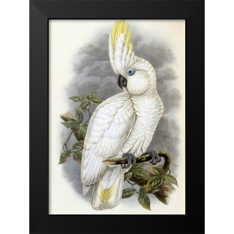 Blue-Eyed Cockatoo Black Modern Wood Framed Art Print by Glover, John