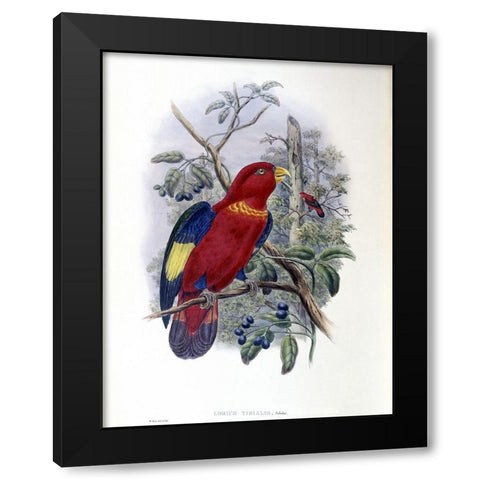 Blue-Thighed Lory Black Modern Wood Framed Art Print with Double Matting by Gould, John