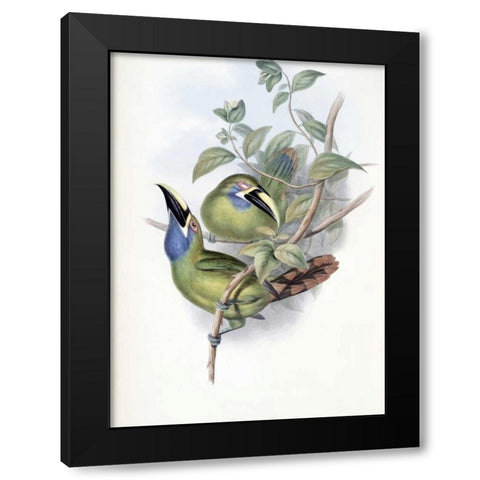 Blue-Throated Groove-Bill - Toucan Black Modern Wood Framed Art Print by Glover, John
