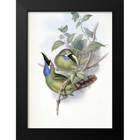 Blue-Throated Groove-Bill - Toucan Black Modern Wood Framed Art Print by Glover, John