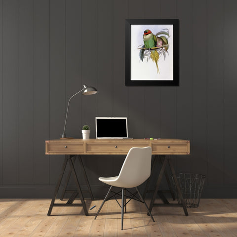 Bonapartes Parakeet Black Modern Wood Framed Art Print by Glover, John